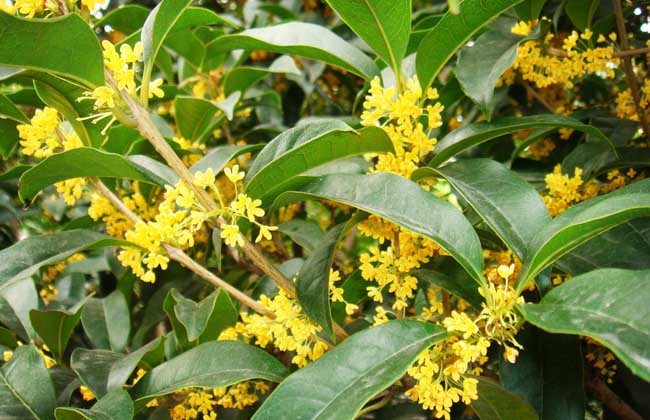 桂花