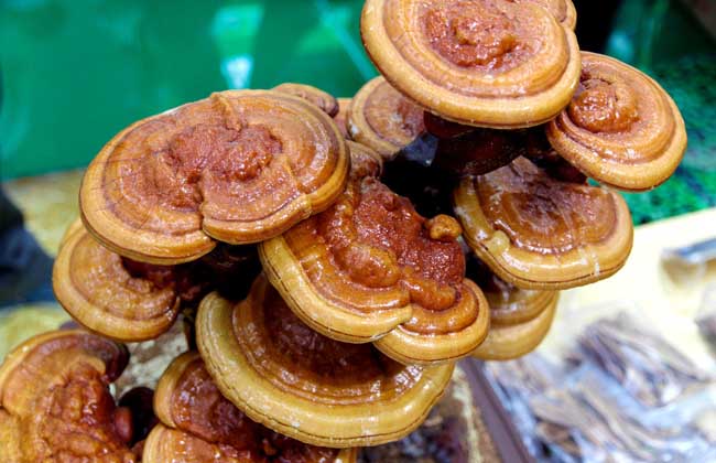 灵芝的食用方法
