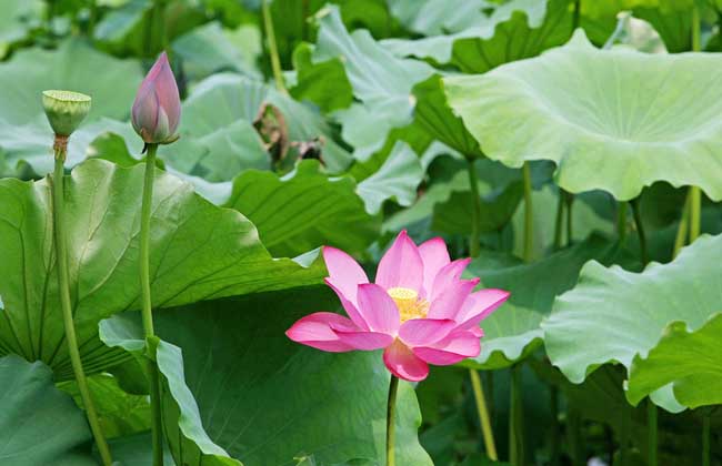 莲藕、莲蓬、莲子、莲花、荷花的区别