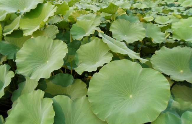 莲藕种植技术视频