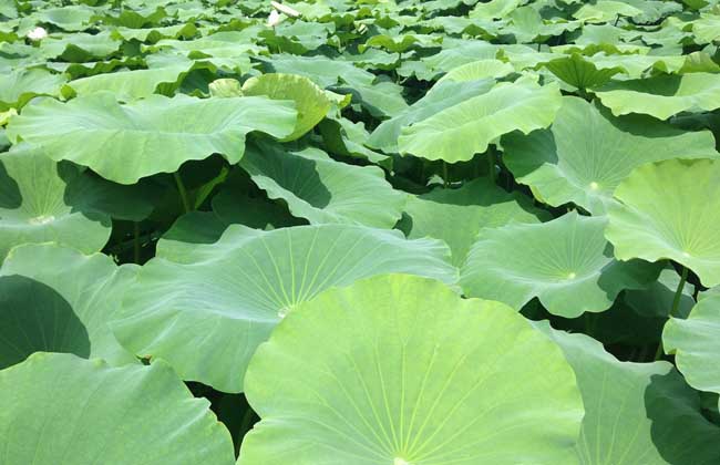 莲藕种植技术