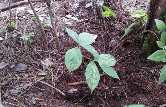 人参种植技术
