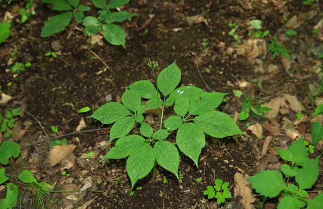人参种植技术