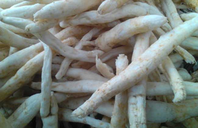 沙参的食用方法
