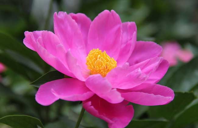 芍药