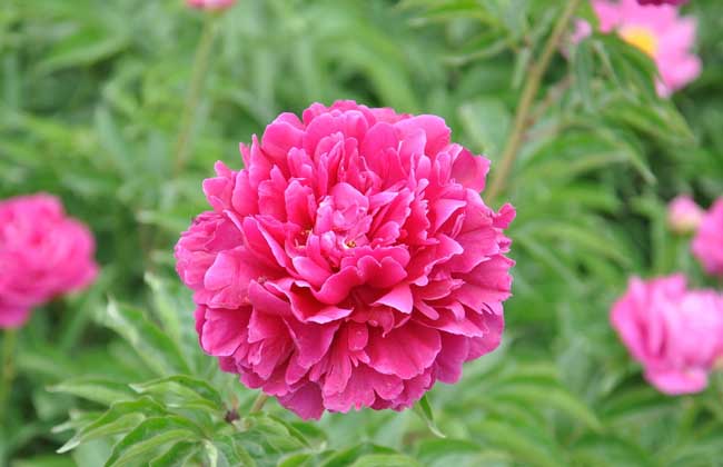 芍药品种图片大全