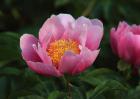 芍药花期是什么时候