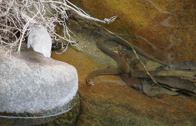 水蛇种类大全