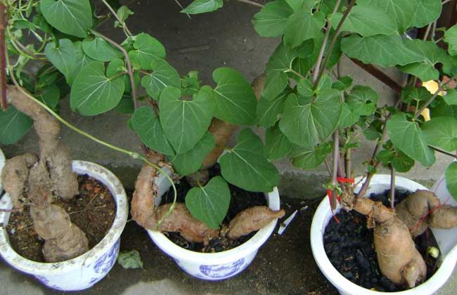 何首乌的种植技术