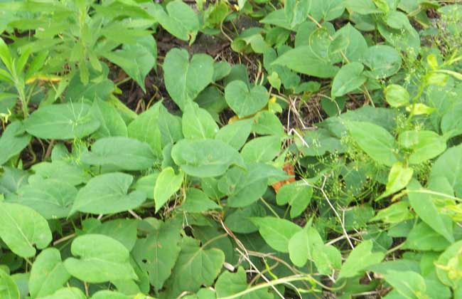 何首乌种植技术