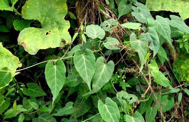 何首乌种植技术