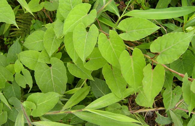 何首乌种植技术