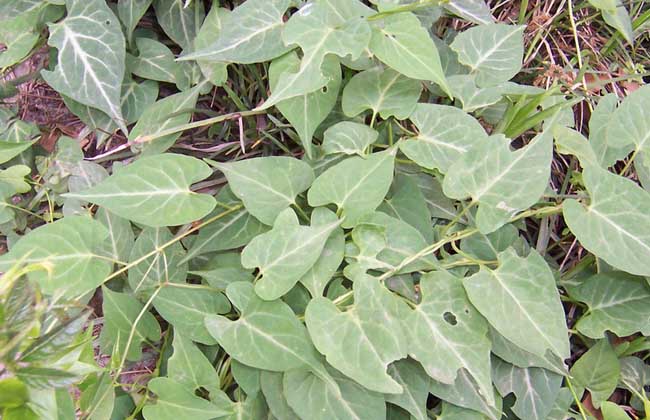 何首乌种植技术