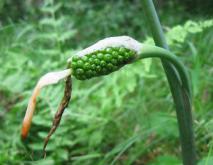 天南星种植技术视频