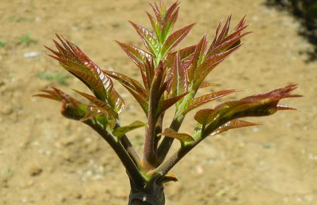 香椿的种植技术