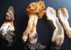 羊肚菌的价格多少钱一斤