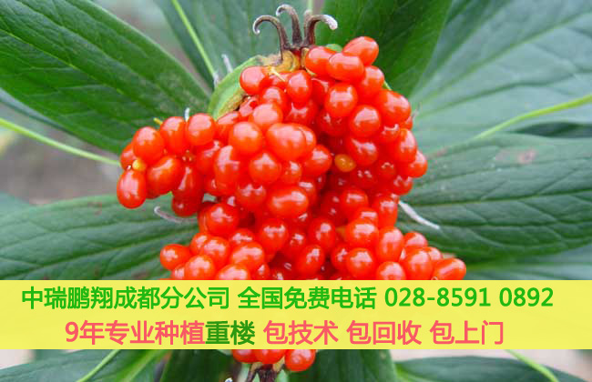 重楼的功效与作用