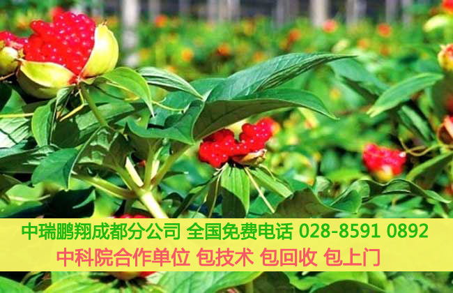重楼的种植技术