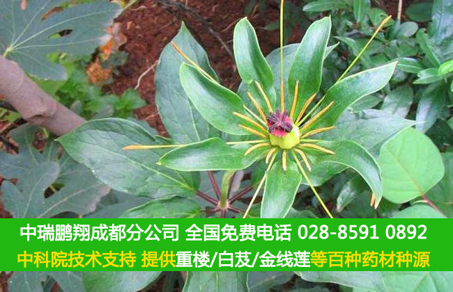 重楼