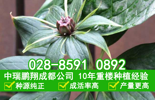 重楼种植技术