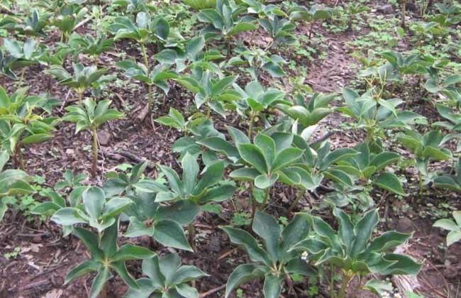 重楼种植技术