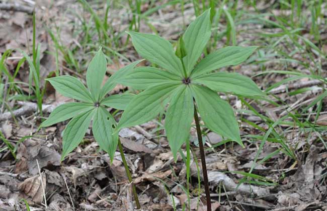 重楼种植技术