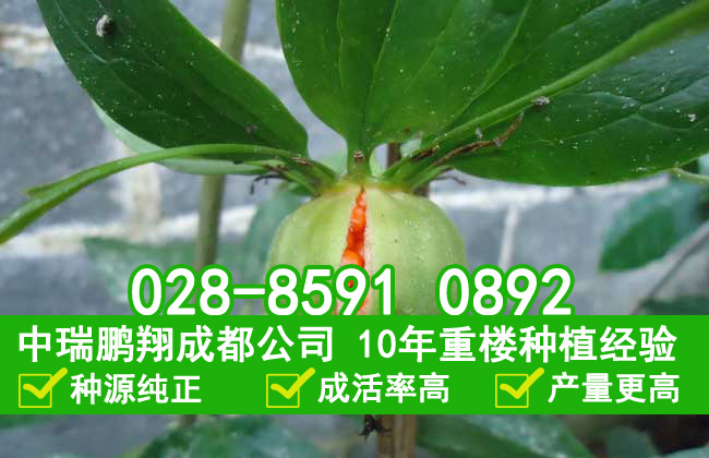 重楼种植技术