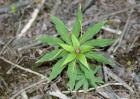 重楼的种植条件