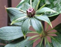 重楼种植技术视频