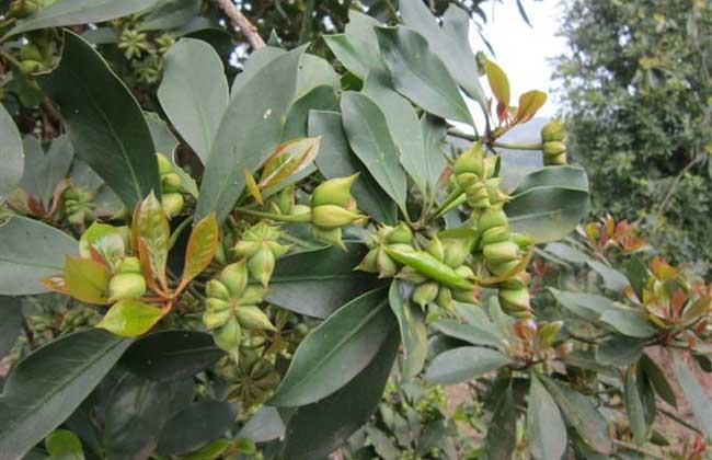 八角树种植条件