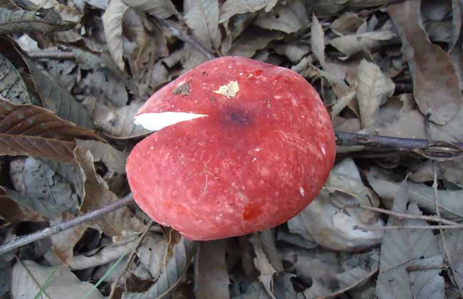 红菇