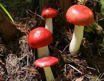 红菇栽培技术视频