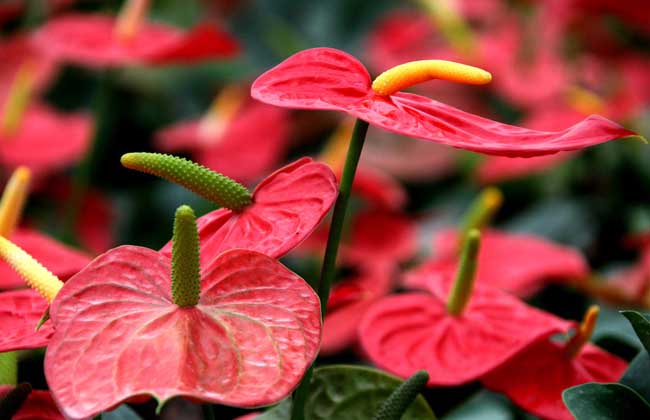 火鹤花有毒吗
