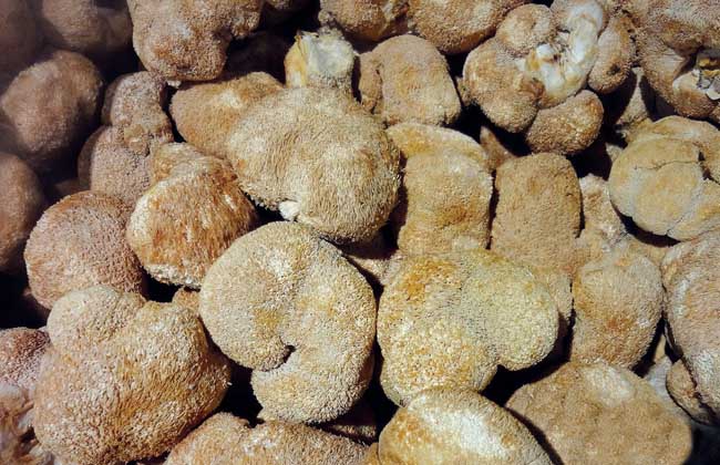 猴头菇的市场价格