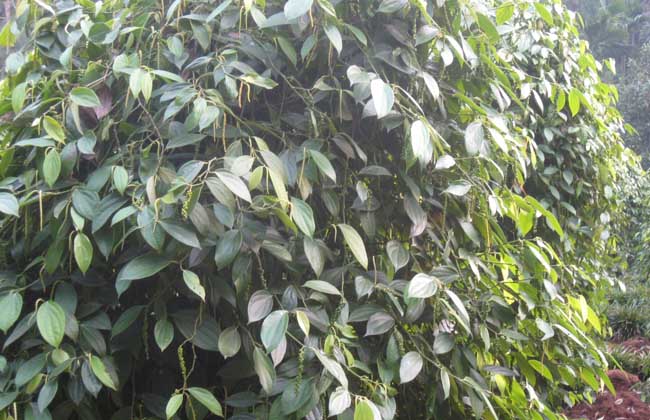胡椒的种植管理