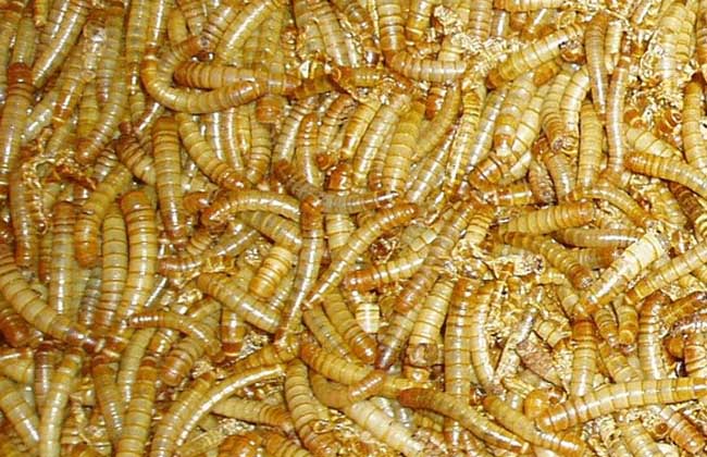 黄粉虫养殖