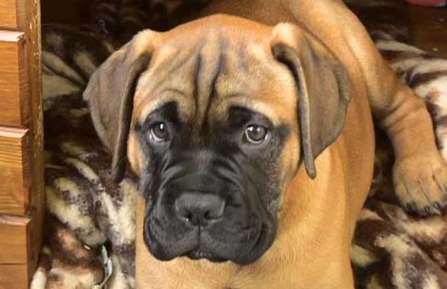 马士提夫犬