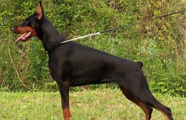 杜宾犬