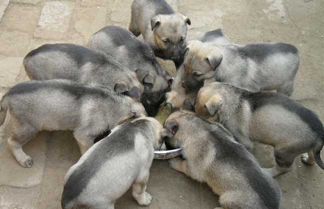 肉狗品种图片