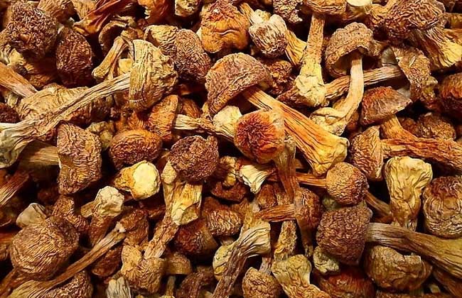 松茸的功效与作用