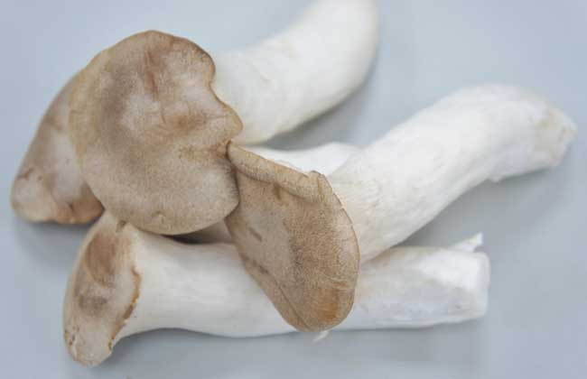 杏鲍菇的功效与作用