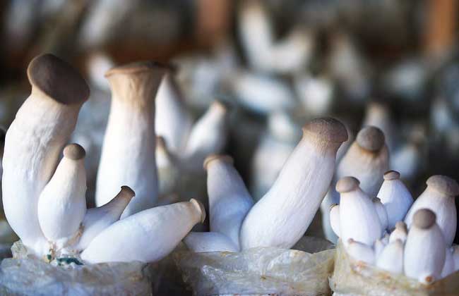 杏鲍菇种植技术