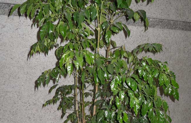 幸福树