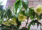 幸福树开花吗？