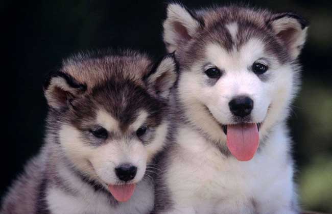 世界十大名犬