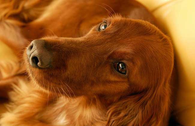 黄金猎犬