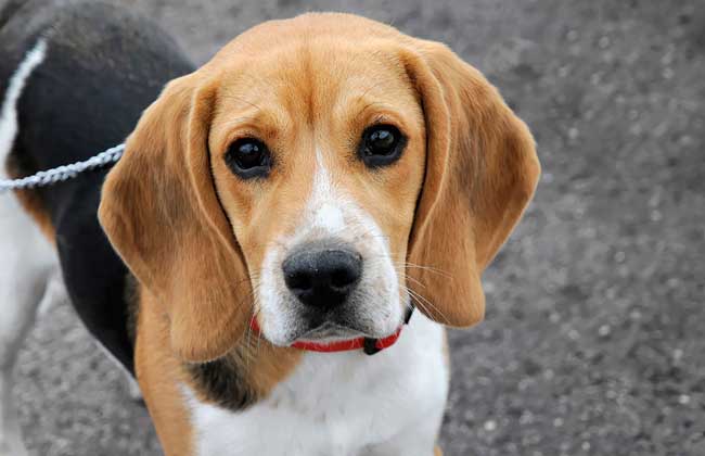 小猎犬