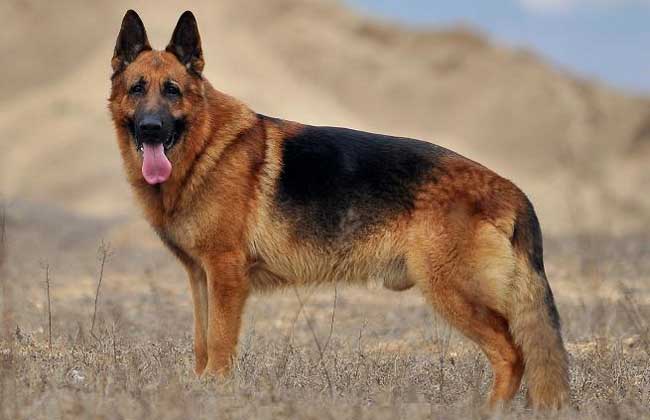 德国牧羊犬