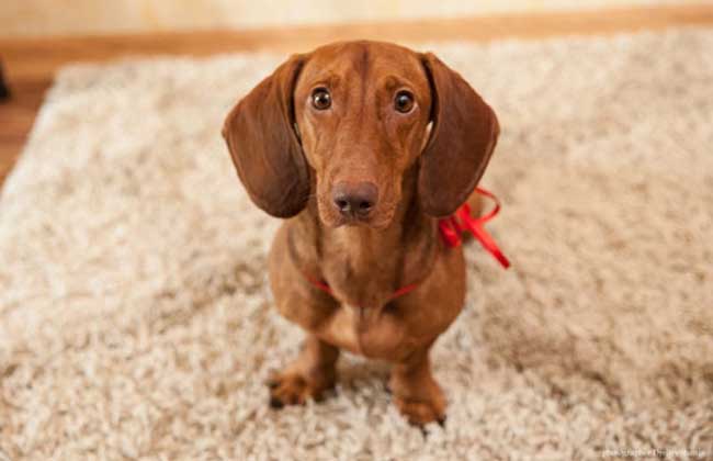 腊肠犬