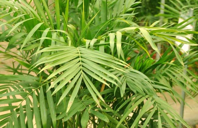夏威夷椰子